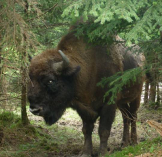 Cumberland Wildpark Grünau