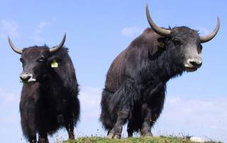 Urlaub auf der Alm mit Yaks