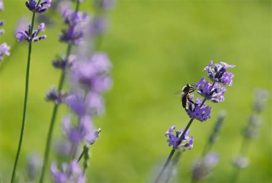 Beerenhotel Bergfrieden