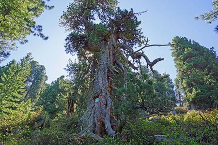 Nordtirols ältester Baum