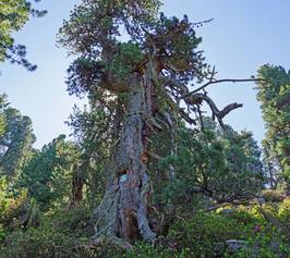 Bild zu Nordtirols ältester Baum