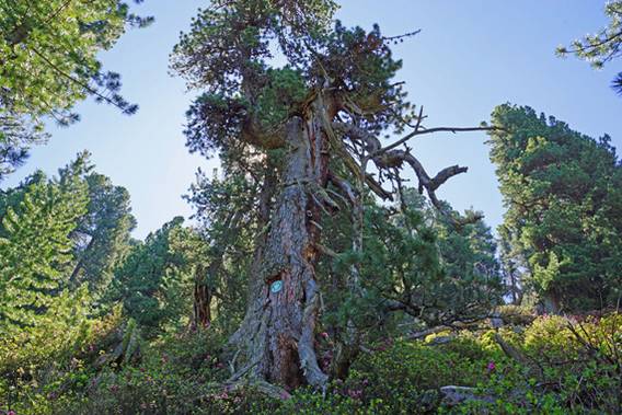 Bild zu Nordtirols ältester Baum