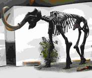 Bild zu Mammut - Museum