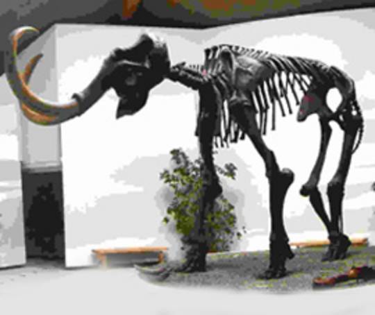 Mammut - Museum