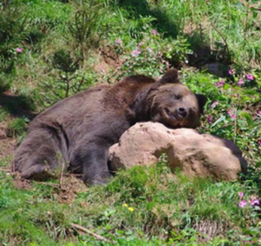 Alternativer Wolf-  &  Bärenpark Schwarzwald