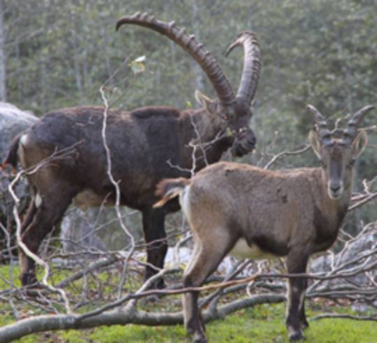 Cumberland Wildpark Grünau