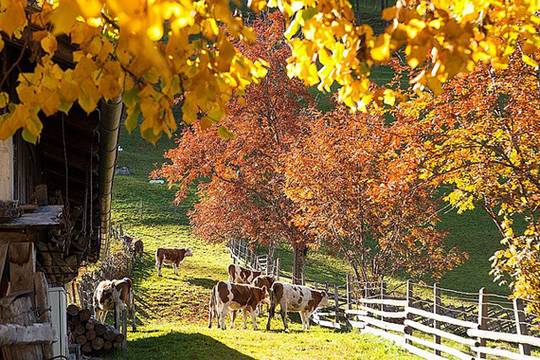 Feriendorf Ponyhof