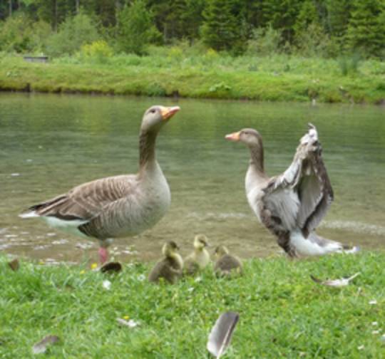 Cumberland Wildpark Grünau