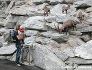 Bild zu Alpenzoo Innsbruck