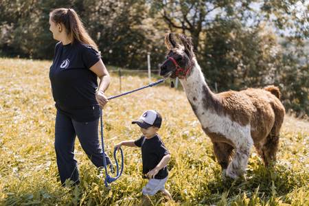 Lama- und Alpaka-Trekking